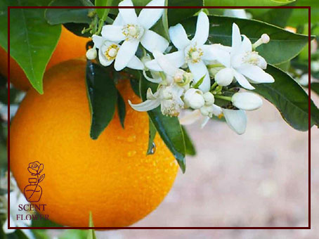  این رایحه مناسب چه کسانی است؟